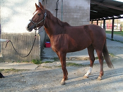 Maeva photos- chevaux etrier 074